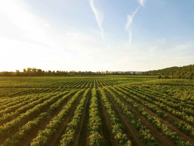 Fuji apple orchard rows