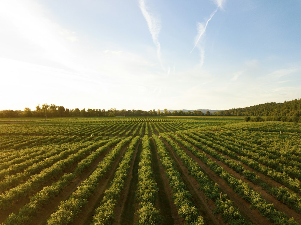Aerial view of orchard rows